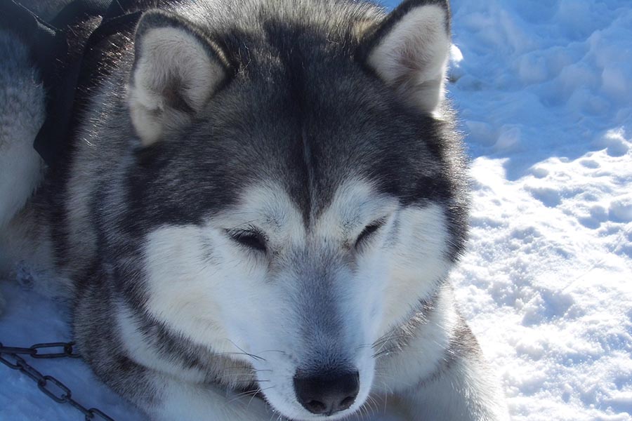 Family dog sledding in the heart of the valley