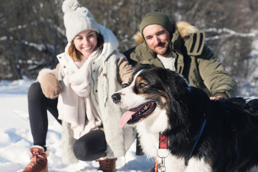 An authentic dog sled route through hamlets and forests